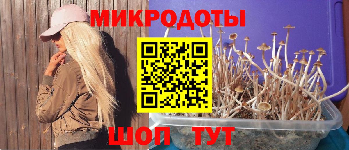 Галлюциногенные грибы Psilocybe Соликамск